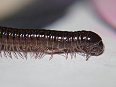 Millipede